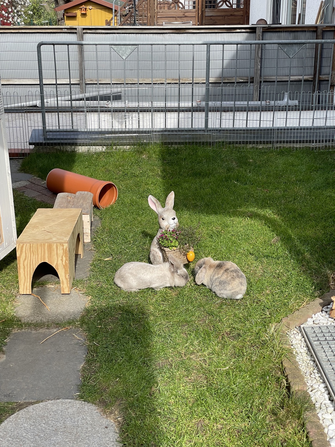 Kaninchen im großen Außengehege